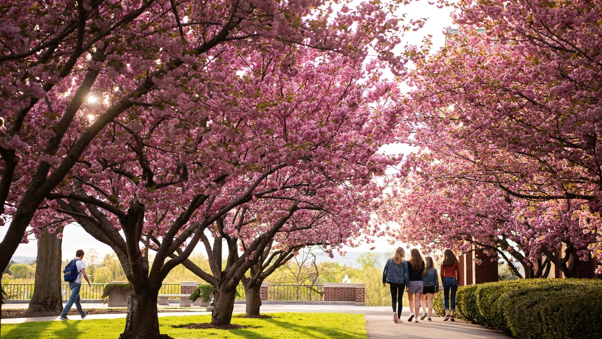 Students walking on Malesardi Quad surrounded by cherry blossoms