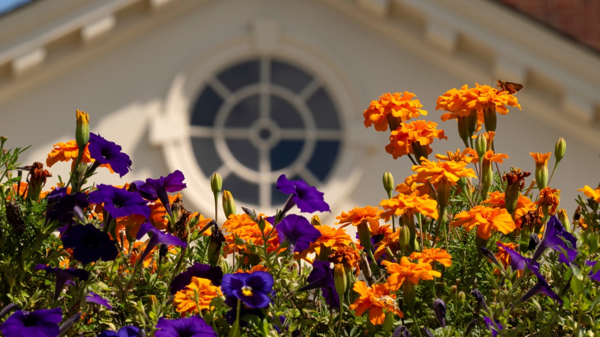 Colorful flowers in the foreground with Marts Hall out of focus in the background