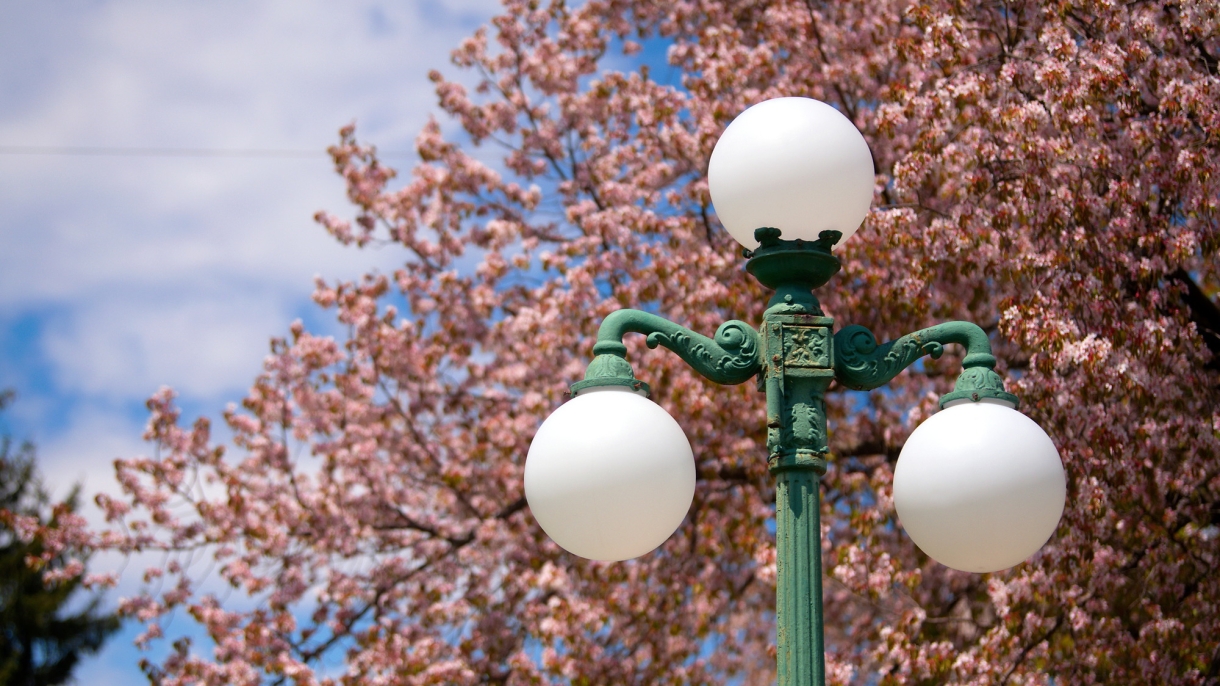 Lamppost in downtown Lewisburg with cherry blossoms.