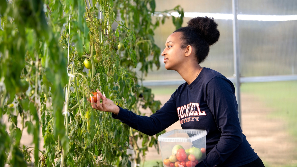 Bitseat Getaneh picking a tomato.