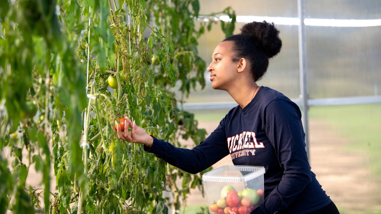 Bitseat Getaneh picking a tomato. 