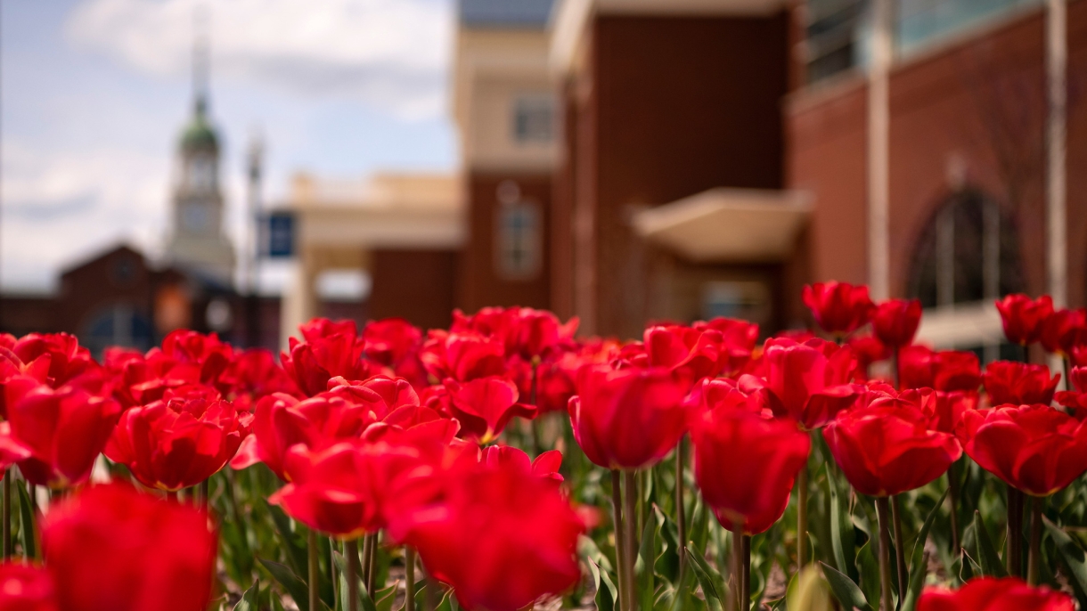 Red flowers with building in the background. 