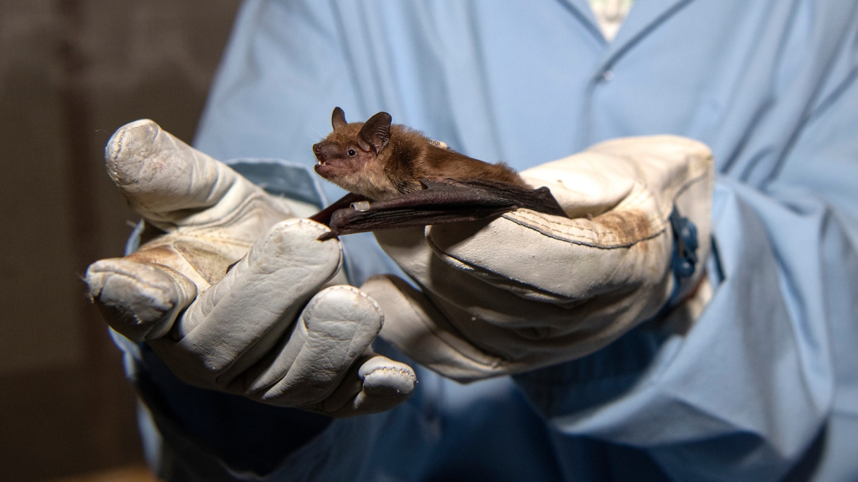 Taking Flight: Bat Virus Research Leads Bucknell Researchers to Uganda This Spring - Vimarsana News