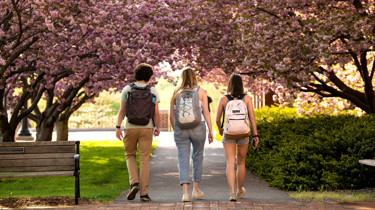 Students walk under cherry blossoms on Malesardi Quad