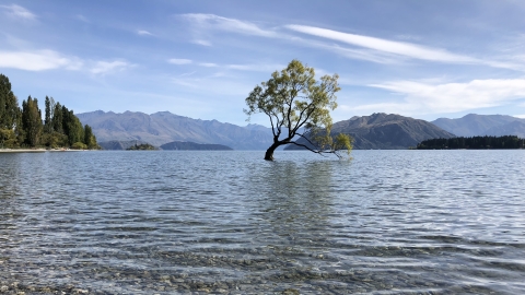 Tree standing in the middle of a lake in New Zealand