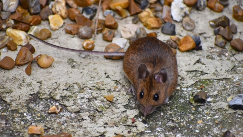 A photograph of a rat surrounded by corn kernels on the ground