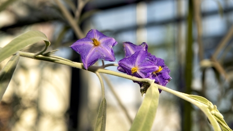 Bucknell Magazine 2023 Spring - Botanical Buzz