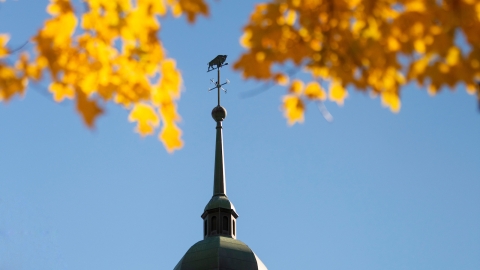 The weathervane on Bertrand Library is framed by yellow leaves