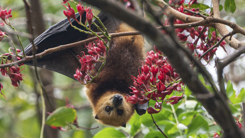 A bat hanging from a tree