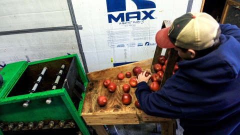 Student making cider