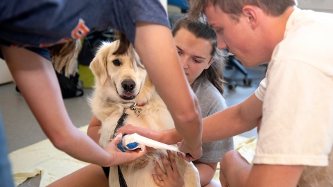 One student holds a golden retriever while two other students work to wrap tape around his front right leg.