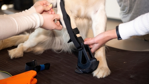 A black plastic prosthetic is fitted on a dog&#039;s leg.