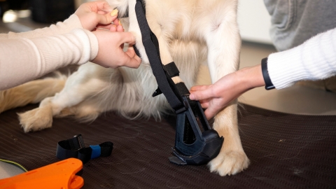 A black plastic prosthetic is fitted on a dog's leg.