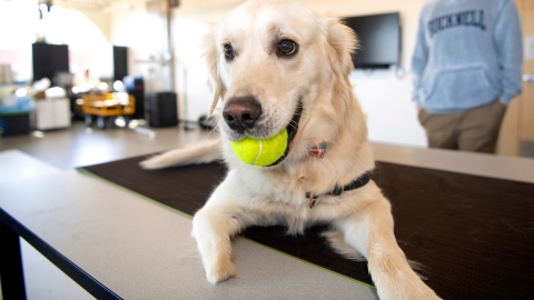 Photo of Doug the dog with a tennis ball in his mouth
