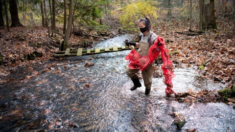 Rebecca Kelly '21 carries leaf packs into stream