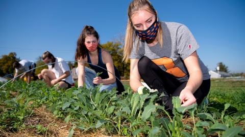 Students working on the Bucknell Farm