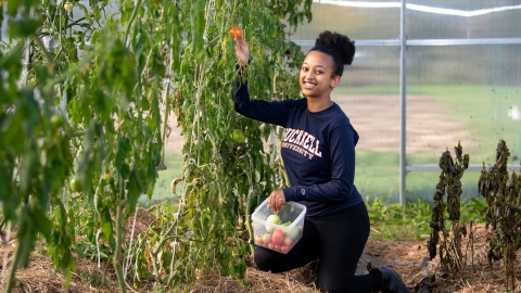 Bitseat Getaneh '22 picks tomato off the vine
