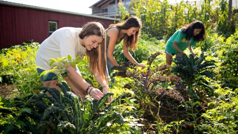 Natalie Ring '22, Anna Brown '23 and Kaitlyn Segreti '25 work in community garden