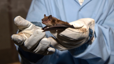 Student holds North American big brown bat