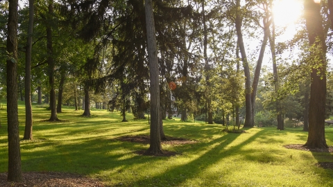 The sun shining through The Grove in summer