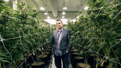 Josh Ginsberg '01 in marijuana growing facility