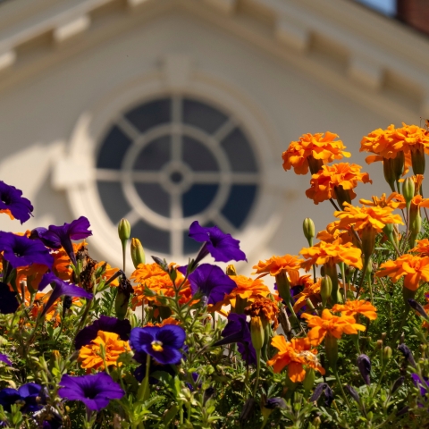 Colorful flowers in the foreground with Marts Hall out of focus in the background