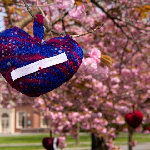 Cherry Trees on the Malesardi Quad