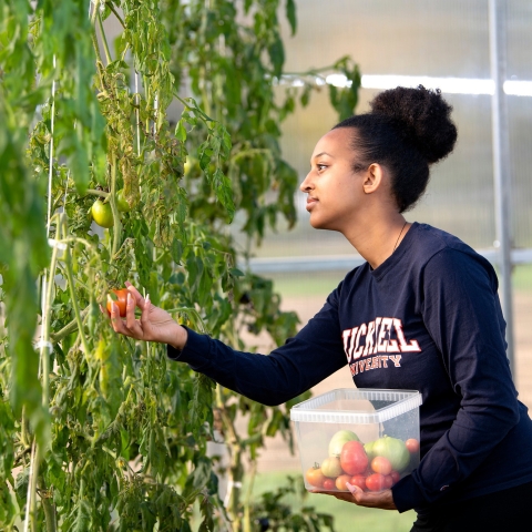 Bitseat Getaneh picking a tomato. 