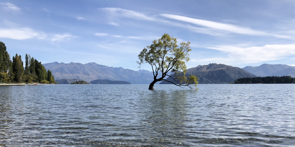 Tree standing in the middle of a lake in New Zealand