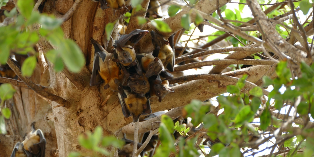 African_bats