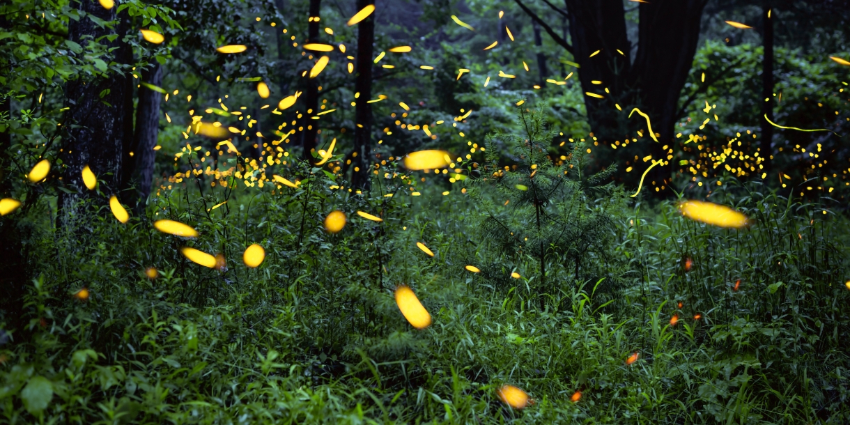 Fireflies