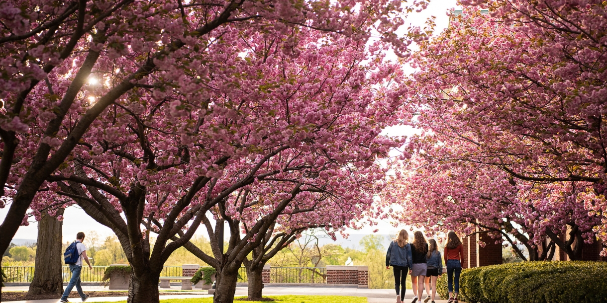 Students walking on Malesardi Quad surrounded by cherry blossoms