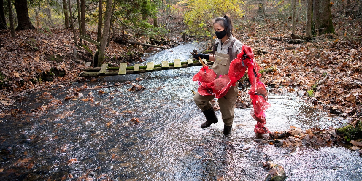 Rebecca Kelly '21 carries leaf packs into stream