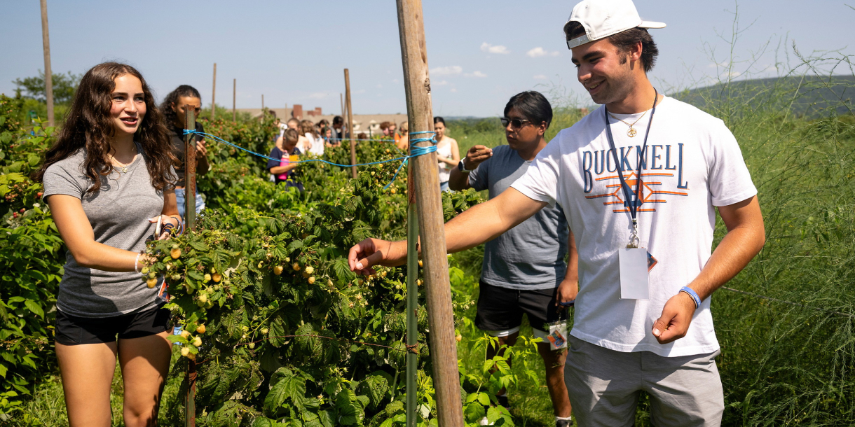 Students pick raspberries on a sunny day.