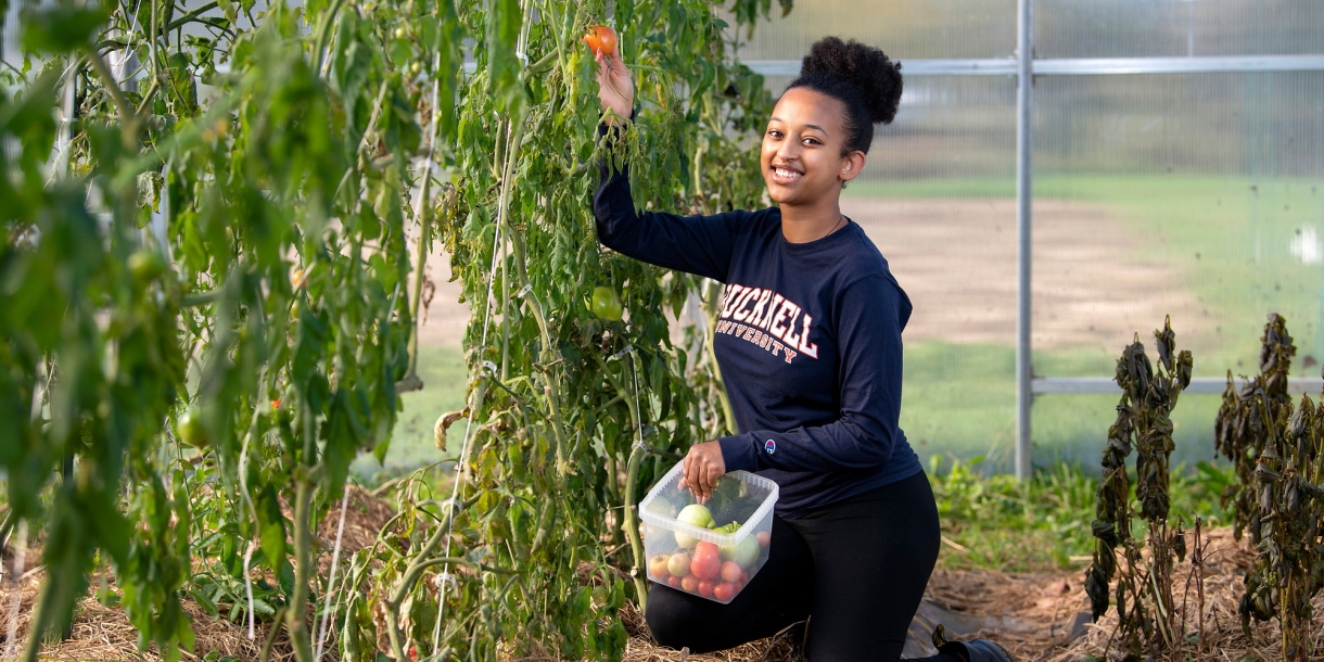 Bitseat Getaneh '22 picks tomato off the vine
