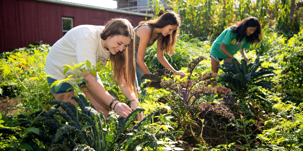 Natalie Ring '22, Anna Brown '23 and Kaitlyn Segreti '25 work in community garden