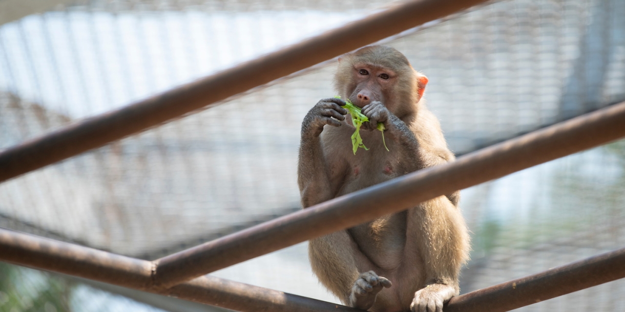 Primate eating vegetables