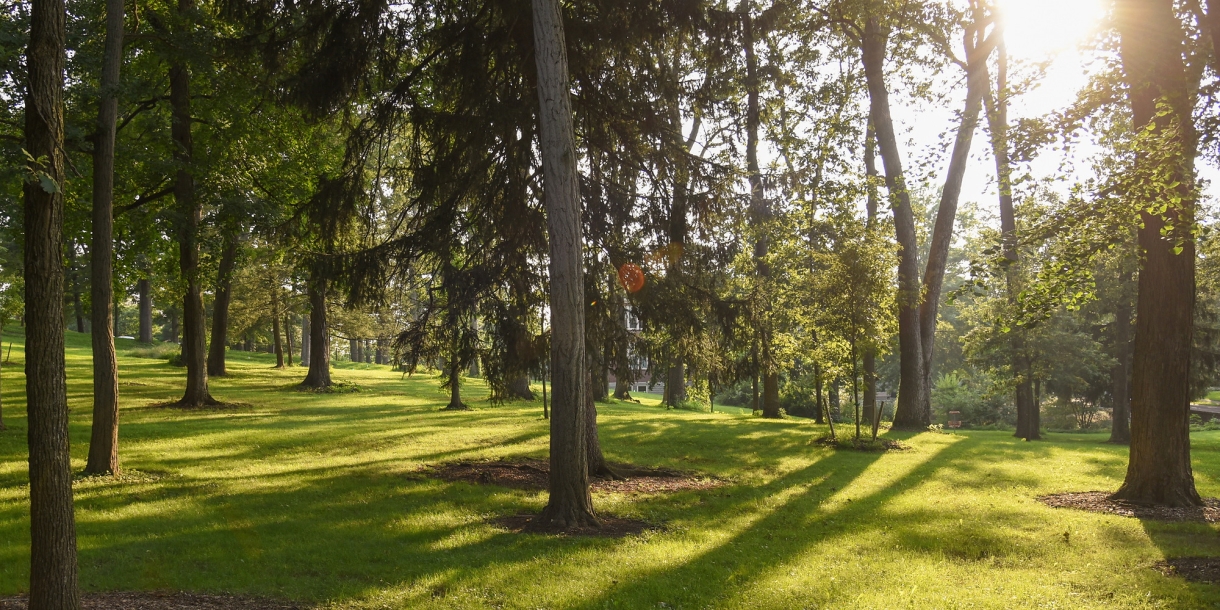 The sun shining through The Grove in summer