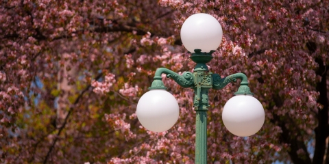 Lamppost in downtown Lewisburg with cherry blossoms.