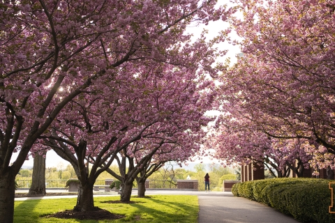 Zoom Background - Cherry Trees