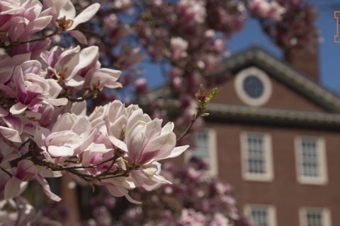 Zoom Background - bloom