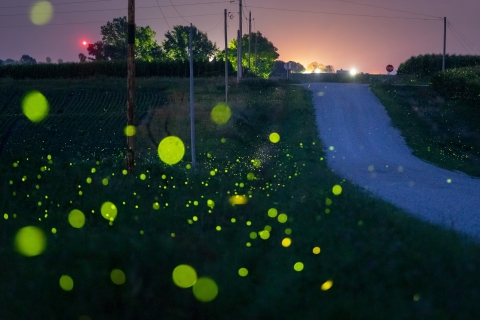 schreiber_farm_road_with_fireflies.jpg