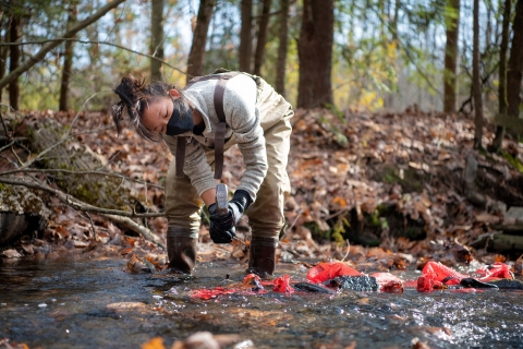 Rebecca Kelly '21 nails leaf packs into streambed