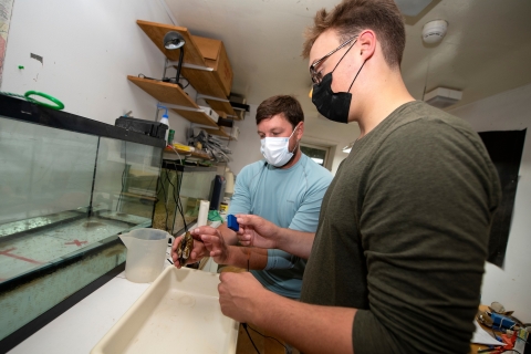 Kit Jackson and a faculty member are wearing masks while working in a lab setting, holding mussels with sensors attached.