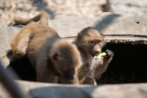 Primates eating celery and veggies