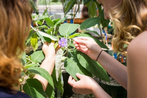 Chris Martine works with a student in the Rooke Science Center Greenhouse