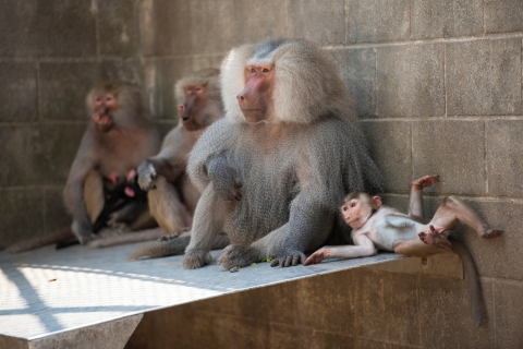 Monkeys sitting on a bench