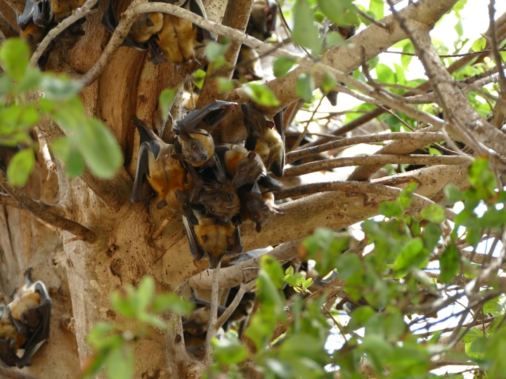 African_bats