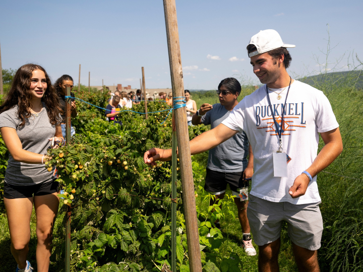 Students pick raspberries on a sunny day.