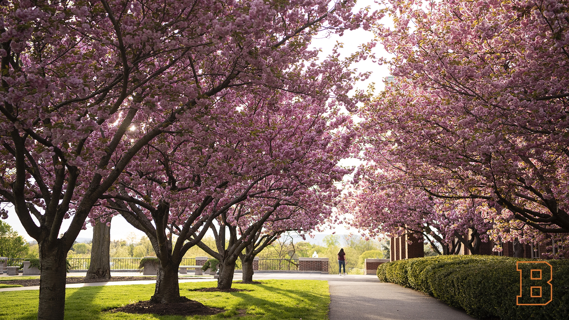 Zoom Background - Cherry Trees